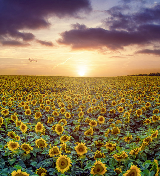 Blumen, der Nektar der Sternwichte