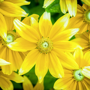 Blume aus dem Garten Nummer fünf