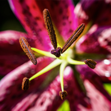 Blume aus dem Garten Nummer zehn
