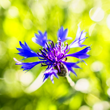 Blume aus dem Garten Nummer zwölf