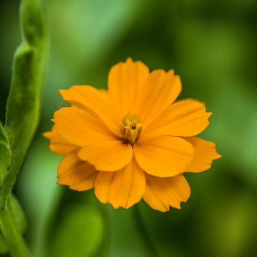 Blume aus dem Garten Nummer elf