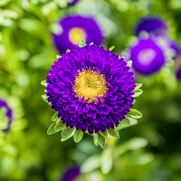 Blume aus dem Garten Nummer drei