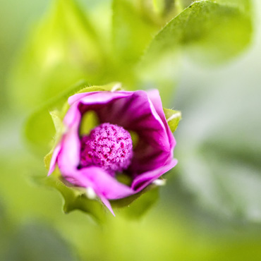 Blume aus dem Garten Nummer zwei