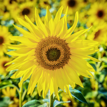 Blume aus dem Garten Nummer eins