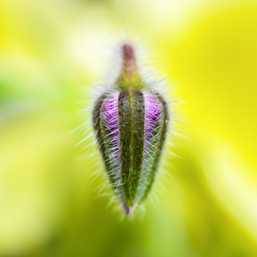 Blume aus dem Garten Nummer neun