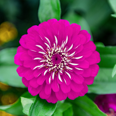Blume aus dem Garten Nummer acht