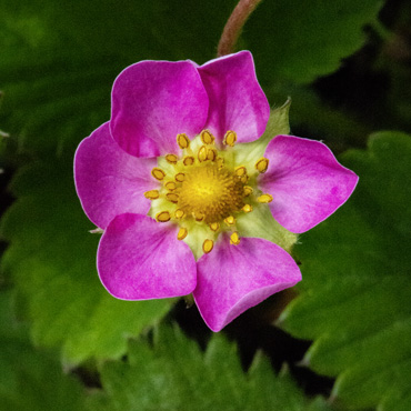 Blume aus dem Garten Nummer sieben