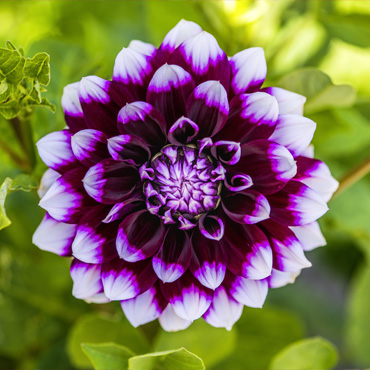Blume aus dem Garten Nummer sechs